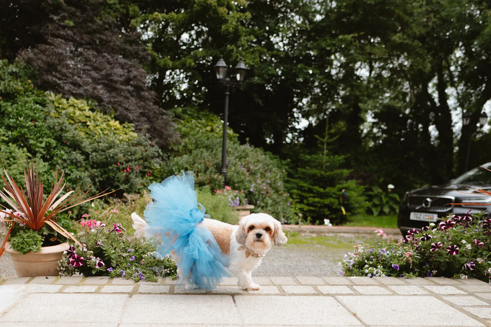 Small dog beside blue tulle outside