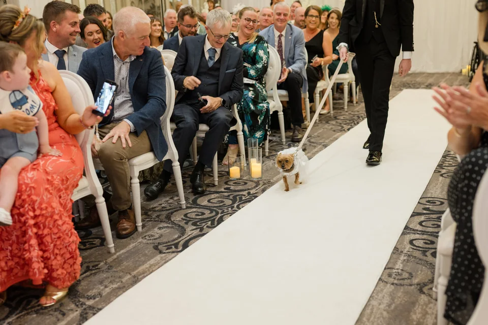A small dog arriving down the aisle at Ieva and Darren’s ceremony