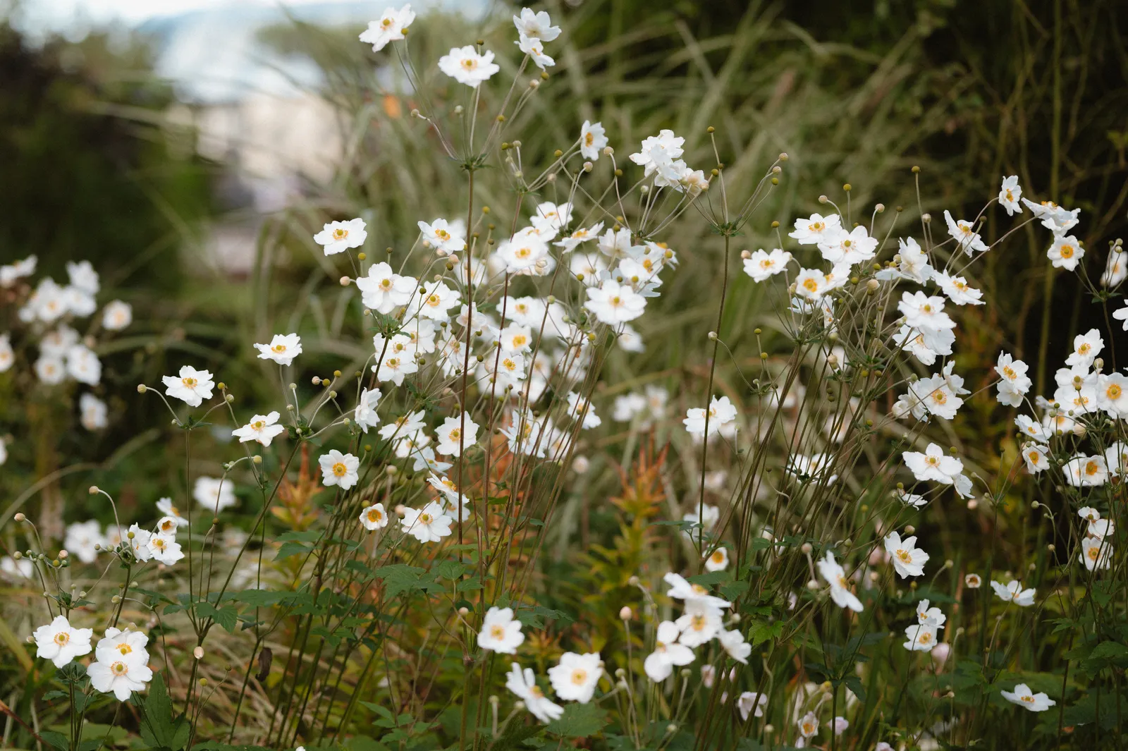 White flowers in the garden